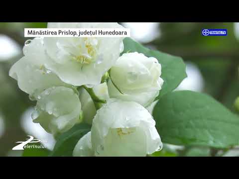 Pașii Pelerinului. Mănăstirea Prislop, Jud. Hunedoara (12 11 2017)
