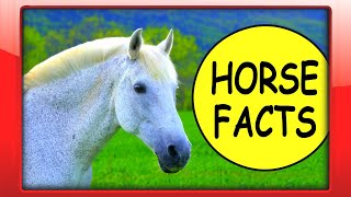 HORSE FACTS for Beginners | Kids Educational Video about Horses for Kindergarten, Toddlers