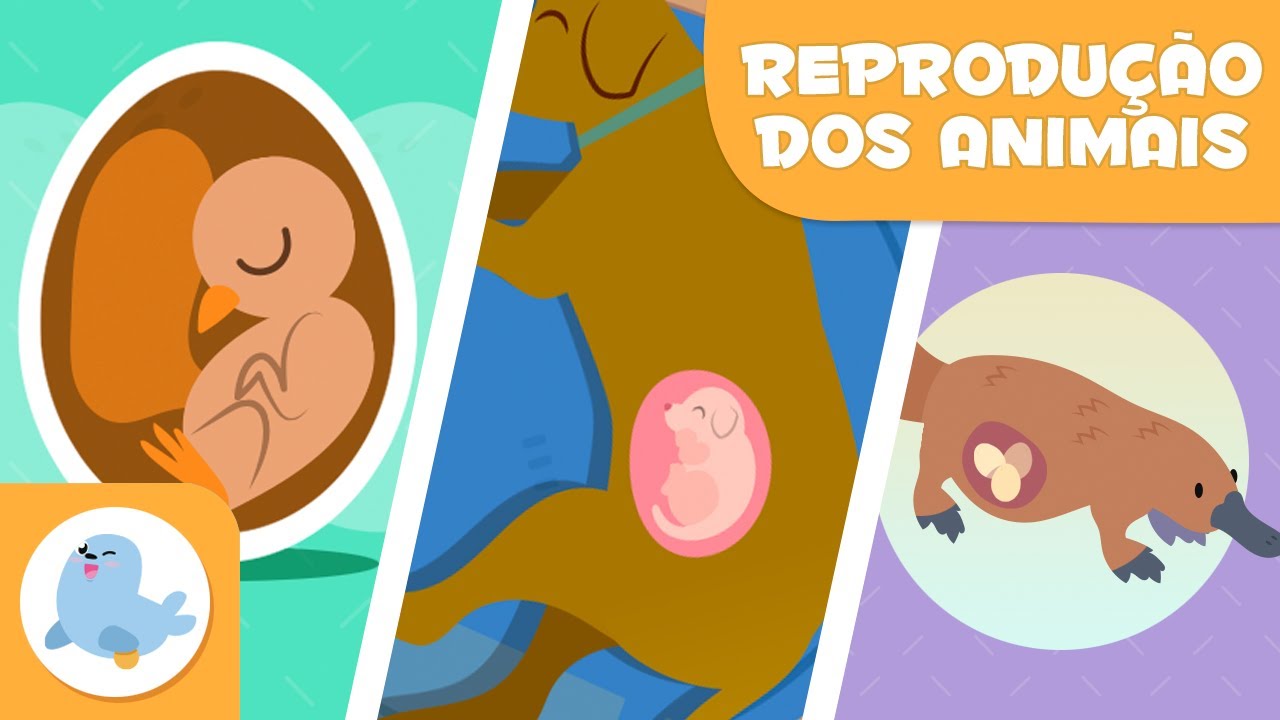 REPRODUÇÃO dos ANIMAIS 🐶🐦 SEXUADA E ASSEXUADA 🥚🤰🏻 OVÍPAROS, VIVÍPAROS E OVOVÍPAROS