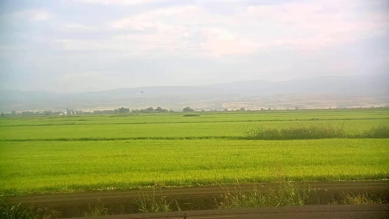 Live webcam view of Sacramento Valley Rice Fields