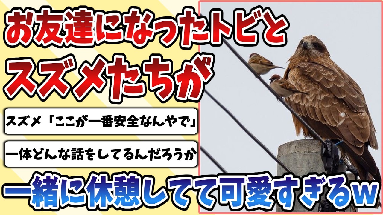 【2ch動物スレ】まさかの鳥類と猛禽類がお友達になった【スズメとトビ】が一緒に休憩している姿が可愛すぎるｗｗｗ
