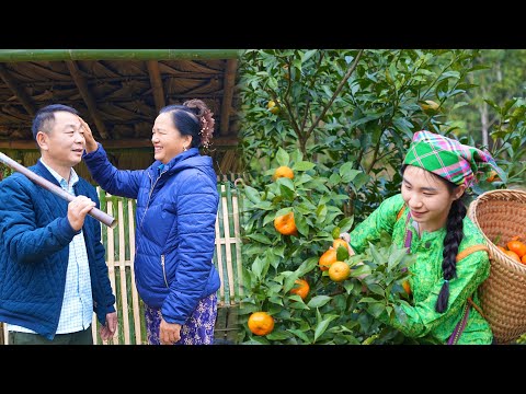 How did Tu Un's family overcome their difficulties? These tangerines are so ripe and sweet.