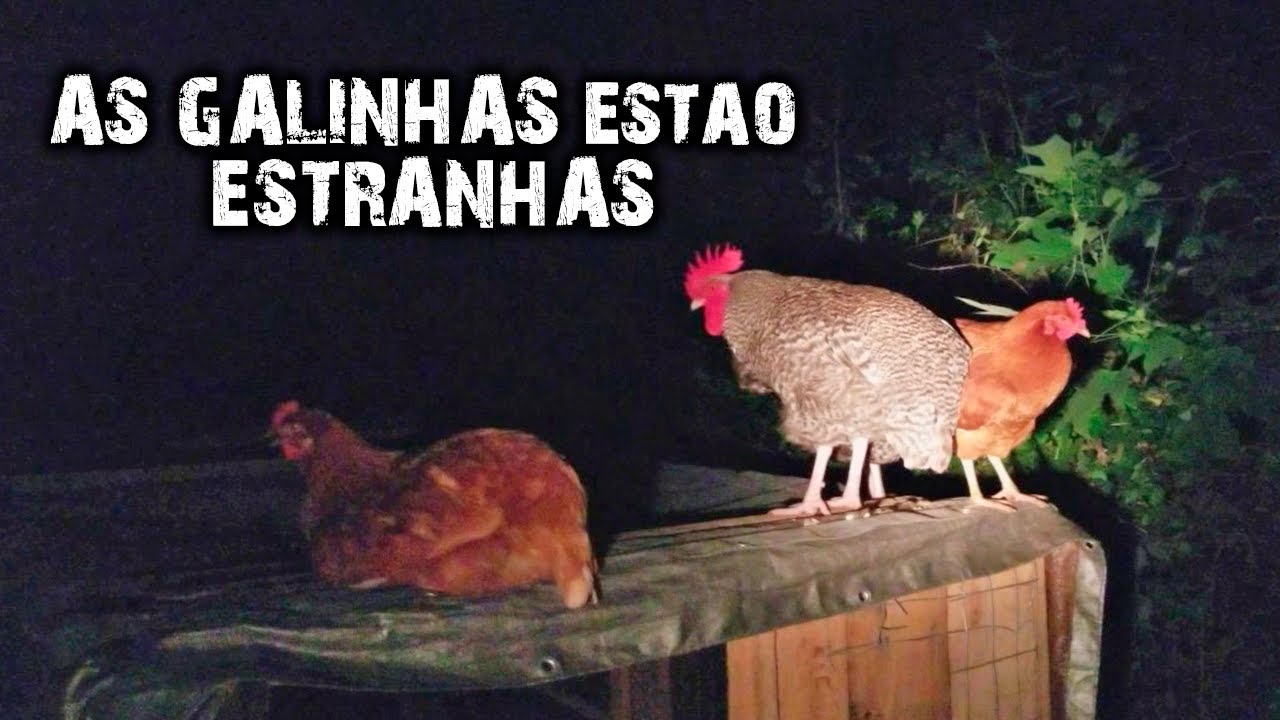 AS GALINHAS ESTÃO ESTRANHAS!