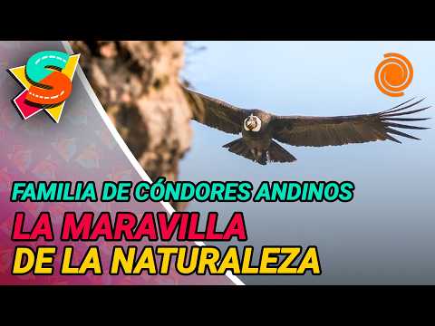 LO QUE EL NIDO NOS ENSEÑÓ, el documental cordobés sobre la cóndor que nació en Pampa de Achala