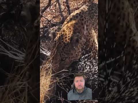 Leopard Attacks Porcupine and Regrets It