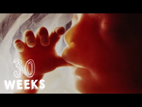 30 Semanas de embarazo 30 Semanas de embarazo