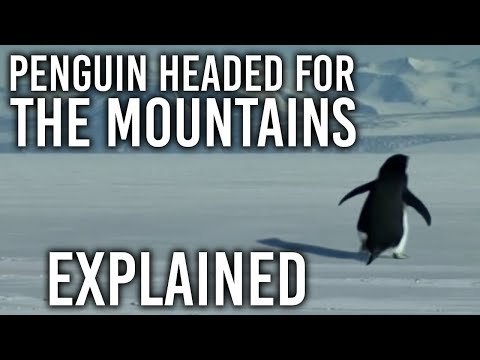 Penguin Headed For The Mountains EXPLAINED!