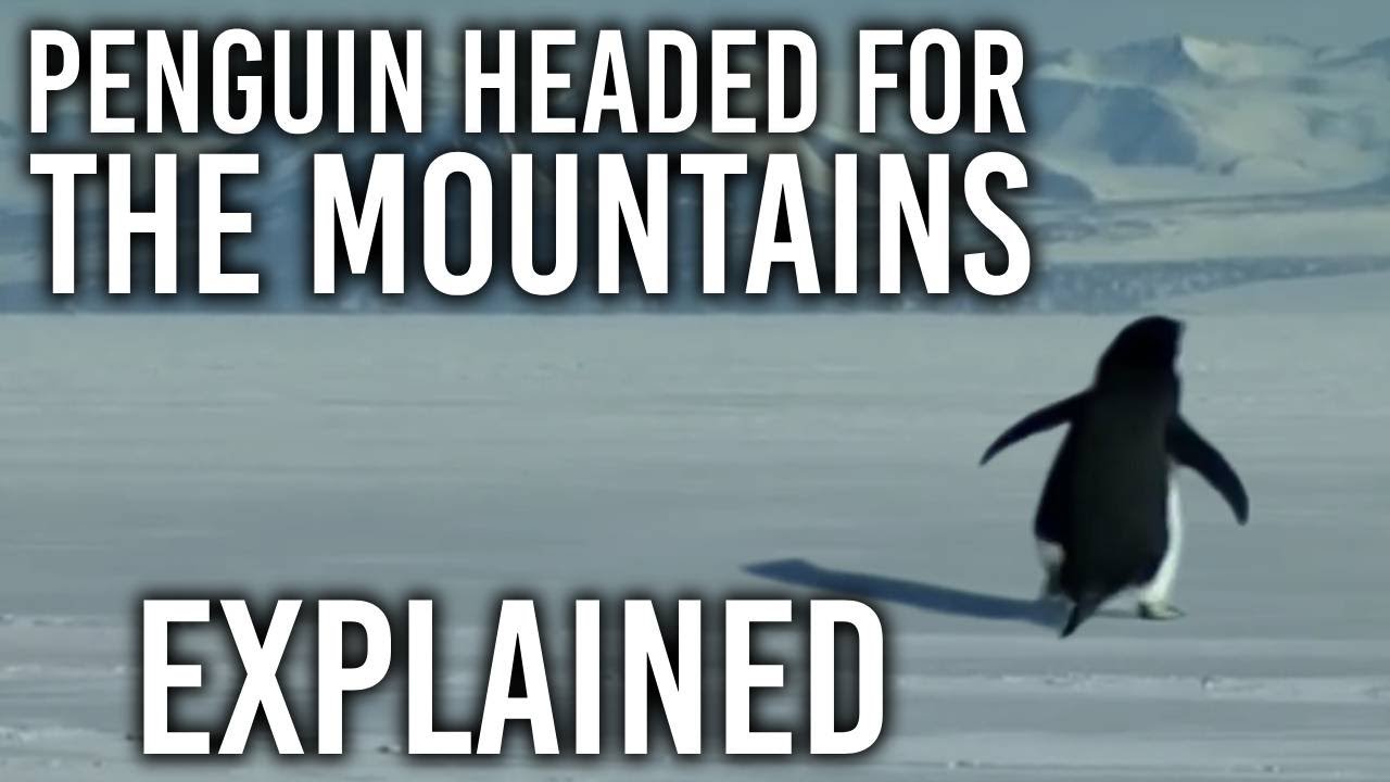 Penguin Headed For The Mountains EXPLAINED!