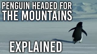 Download lagu Penguin Headed For The Mountains EXPLAINED! mp3