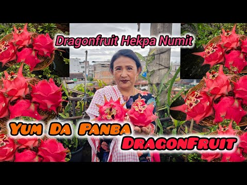EMA NA THAJABA YUM GI DRAGON FRUIT HEKPA || HOME GROWN DRAGON FRUIT GARDENING
