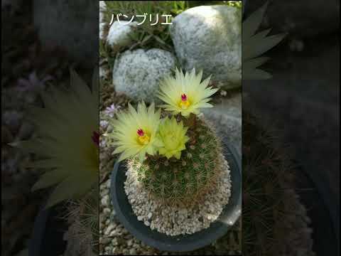 園芸 パロディア ハセルベルギ