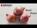 Video for Blush Plants