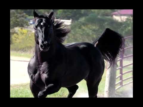 Vídeo de cavalos quarto de milha preto