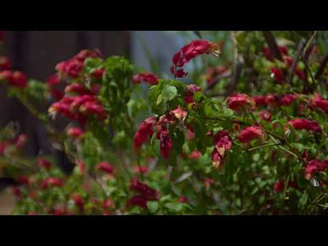 Lens test Yashica 38mm (Canon EOS-M + MagicLantern)