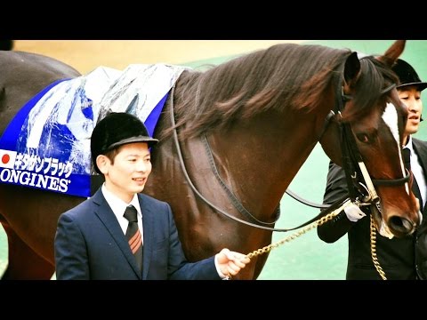 2016.11.27ジャパンカップ①③パドック①＠東京競馬場