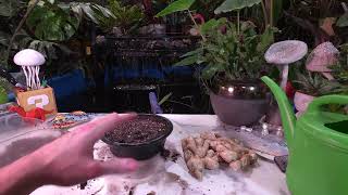 Grow Ginger From Grocery Store Produce