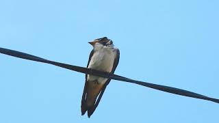 ムビる18492 20210728 005 ツバメ tsubame