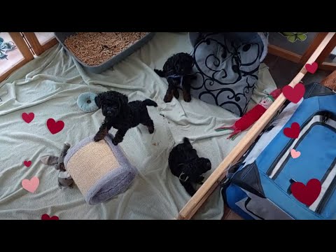 Pudel Welpen aussuchen in Freiburg im Breisgau