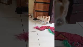 Download lagu meong meong giras #cat #kucingbelangtiga mp3