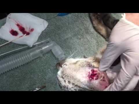 Ear polyp in a cat. Removal and treatment.