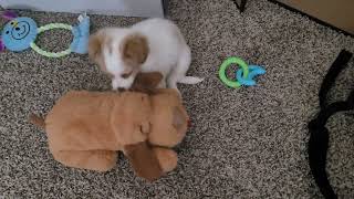 Mal-Shi Puppies Videos