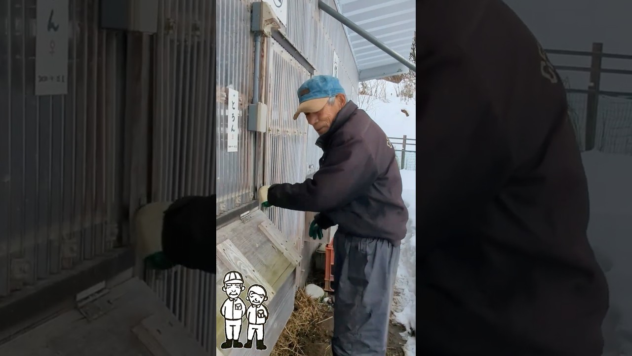 毎朝の日課はまずはヤギたちに挨拶　#shorts