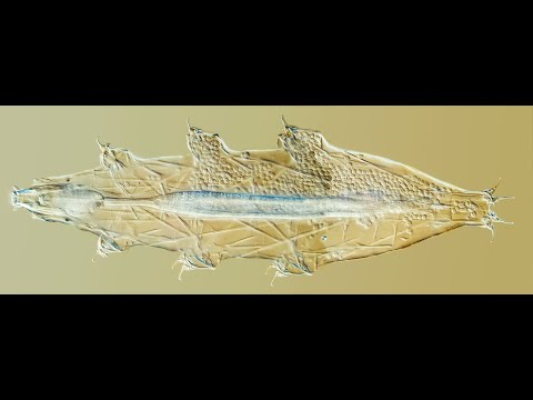 Tardigrada HD