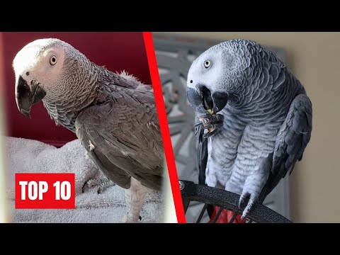 Gizmo the Grey Bird | Top 10 Videos Of All Time