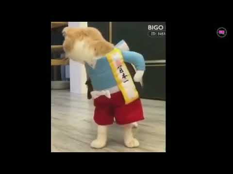 Funny WhatsApp status of a cat 🐈  .