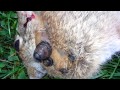Video 'Krátká pohádka o mrtvém zajíčkovi'