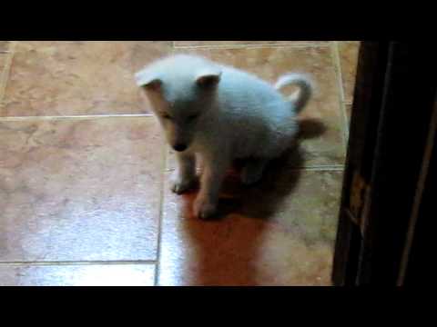 O novo Porkerinha aqui de casa.....Hachiko