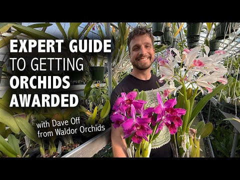 Expert Guide to Getting YOUR Orchids Awarded | Orchid Judging Basics, Awardable Orchid Traits + More