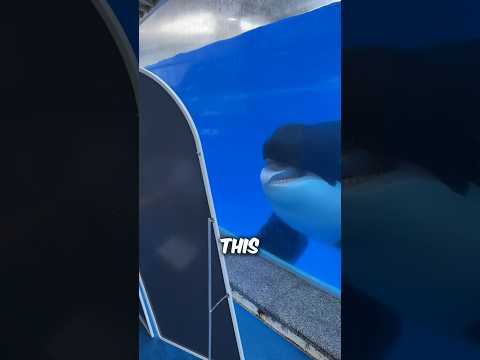 How An Orca Reacts To A Mirror #shortsfeed #orca