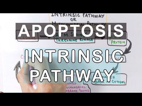 Mechanism of Apoptosis | Intrinsic Pathway