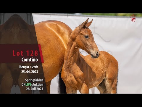 ONLIVE-AUKTION Lot 128 Comtino Hengst v. Comme il faut NRW - Caretino