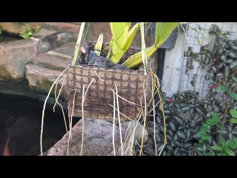 , title : 'Akar Gondrong dari Schomburgkia splendida - aerial roots on my orchid'