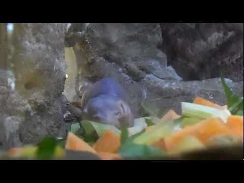 Naked Mole Rat eating fruit