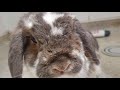 BARNEY BUNNY HIDING VET CHECK UP TIME BUNNIES