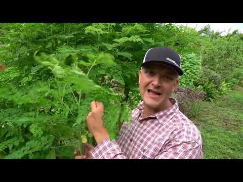 The Most Nutritious Terrestrial Plant in The World   Moringa oleifera  The Miracle Tree