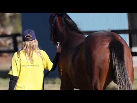 Dundeel NZ x Awake the Stars