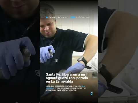 🦊🌿 ¡Volvió a su hogar! Tras un mes de rehabilitación en el Centro de Rescate “La Esmeralda”, el…