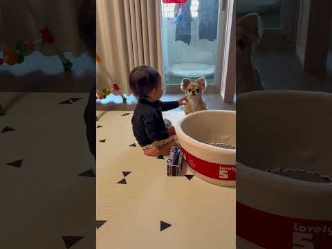 1歳児が愛犬に手を差し出したら…