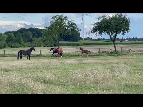 Stutfohlen SchwBr Diane v. Diacontinus / Edward / Natiello xx /Akzent II / Ferdinand