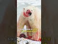 Polar Bear | Terror Of The Ice