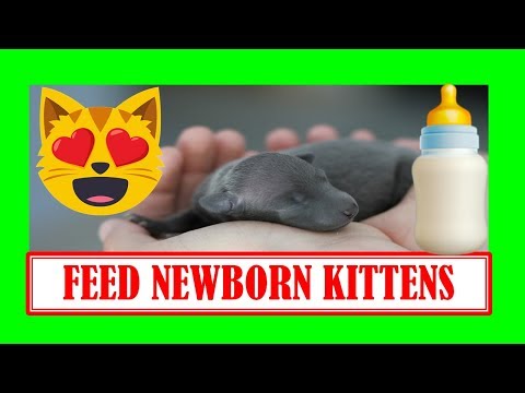 ▶ Feeding Newborn Kittens 🍼 🐱 BEST NATURAL CAT FOOD 🍼 What do Kittens Eat