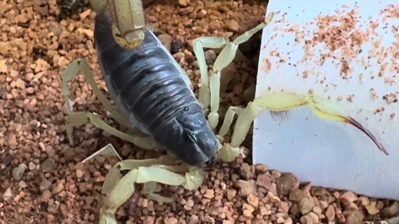 Hadrurus Spadix / Black Desert Hairy Scorpion feeding video. #tarantula #scorpion #herping