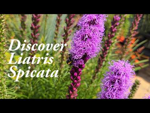 Liatris Spicata - exotic perennial with long-lasting flower spikes