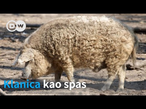 Da ih ne kolju, izumrle bi: svinje-mangulice