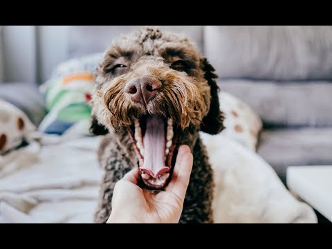 Dog Coughing and Gagging? What It Means & What You Can Do