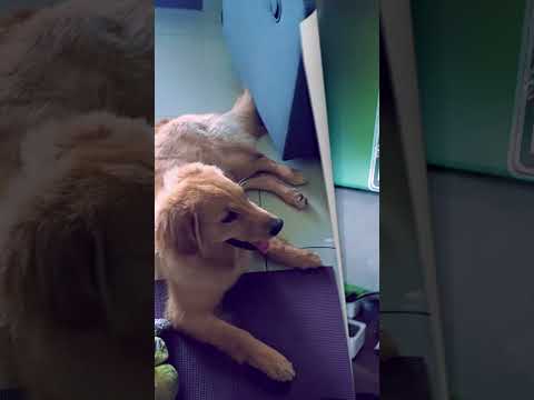 29  Nana Vs Watch Her Own Video : My Dog Watches Her Own Video on TV! Her Reaction is Priceless 🎬🐶